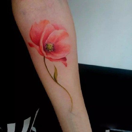点击大图看下一张：罂粟刺青：艳丽的一组红色罂粟花纹身图案