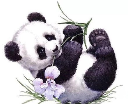 点击大图看下一张：萌萌哒的一组国宝熊猫的纹身手稿图案