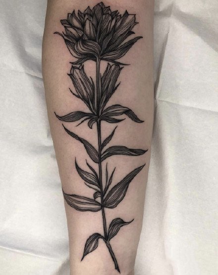 点击大图看下一张：来自芝加哥纹身师的黑色植物纹身欣赏