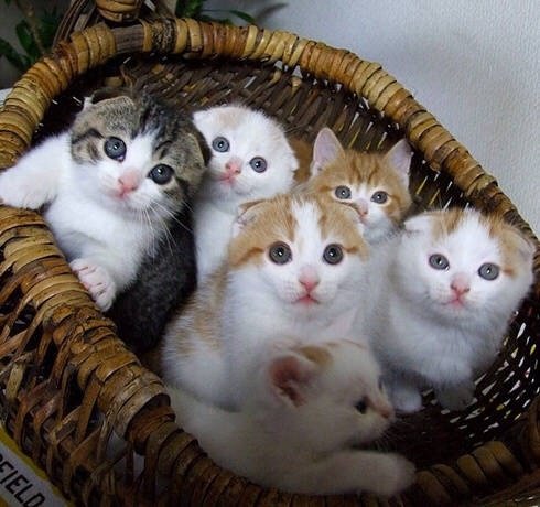 点击大图看下一张：一组萌萌惹人怜爱的小野猫图片