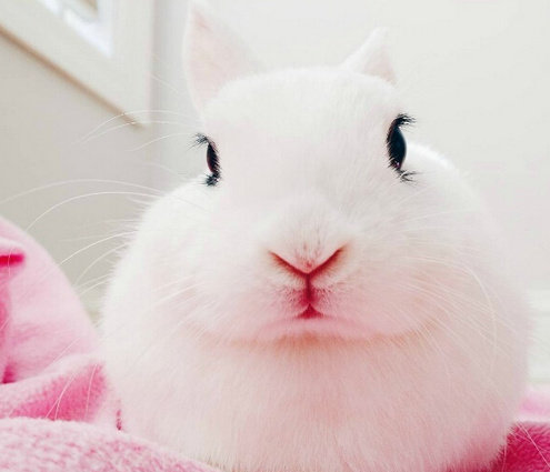 点击大图看下一张：长长的睫毛雪白雪白超好看的小兔子