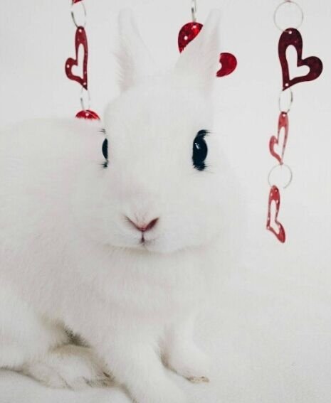 点击大图看下一张：长长的睫毛雪白雪白超好看的小兔子