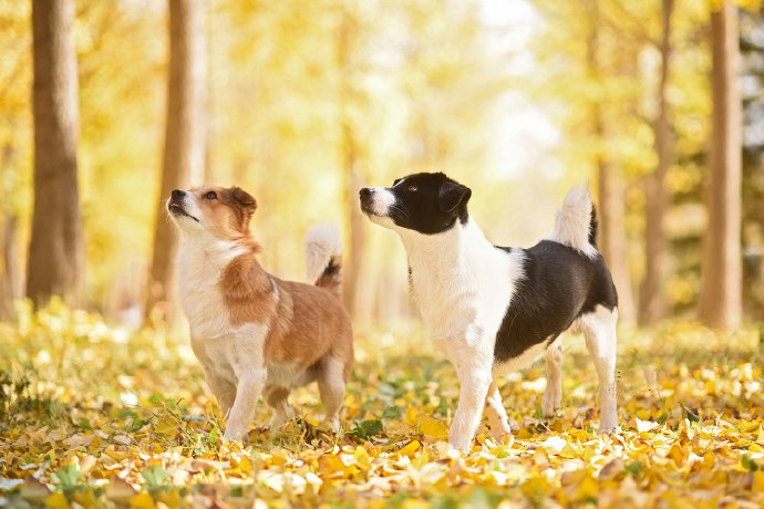 点击大图看下一张：秋天以银杏叶背景下的可爱狗狗的图片