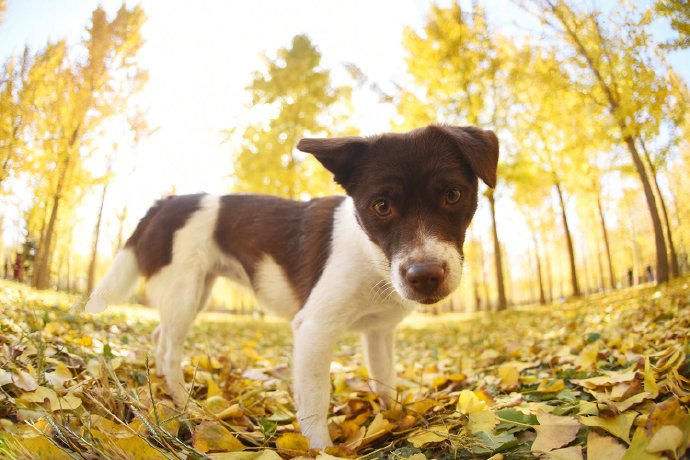 点击大图看下一张：秋天以银杏叶背景下的可爱狗狗的图片