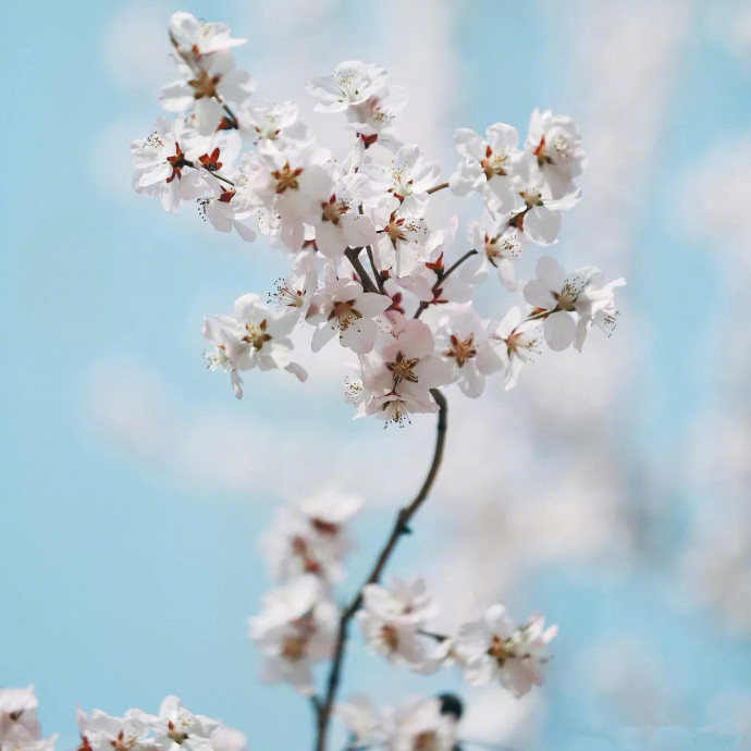 点击大图看下一张：樱花树下的许愿，随着花瓣的飘落化为一片片思念