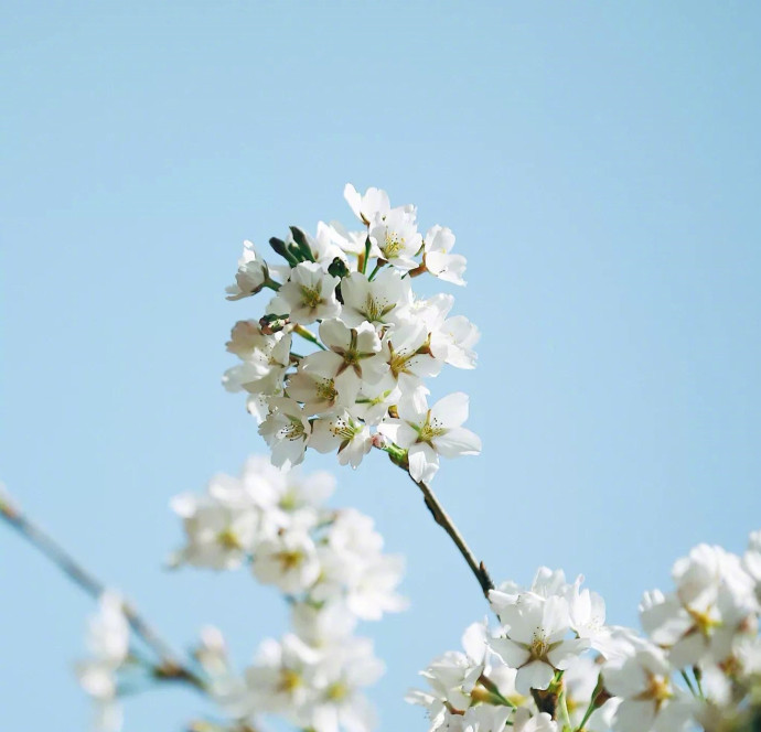 点击大图看下一张：樱花树下的许愿，随着花瓣的飘落化为一片片思念