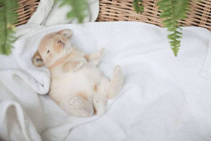 点击大图看下一张：兔生的最大兴趣爱好就是睡觉觉