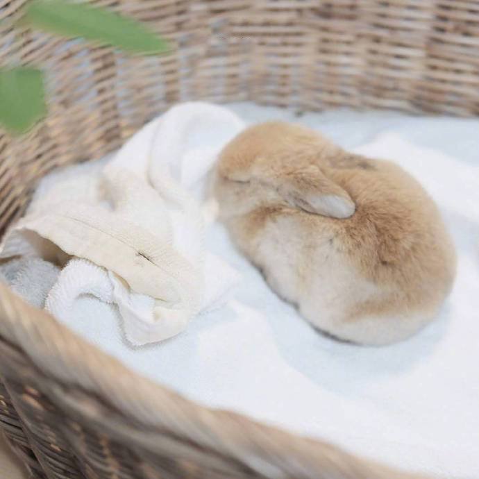 点击大图看下一张：兔生的最大兴趣爱好就是睡觉觉