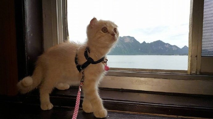 点击大图看下一张：一只喜欢外出游玩可爱的小猫咪