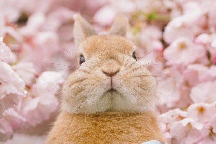 点击大图看下一张：一组超好看的樱花旁的小兔子图片