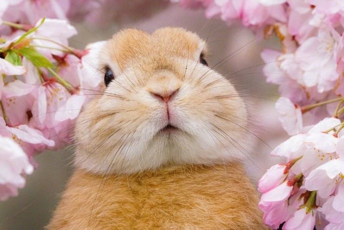 点击大图看下一张：一组超好看的樱花旁的小兔子图片