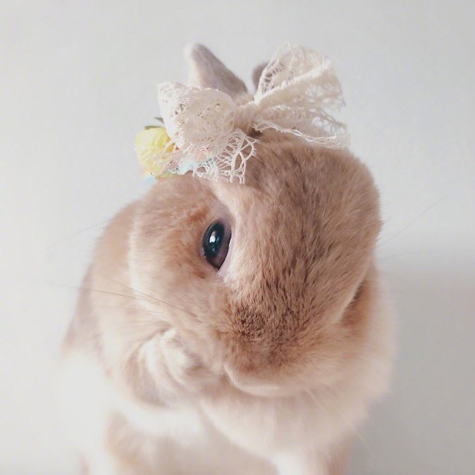 点击大图看下一张：兔兔界的小仙女，羡慕它有这么多好看的头饰