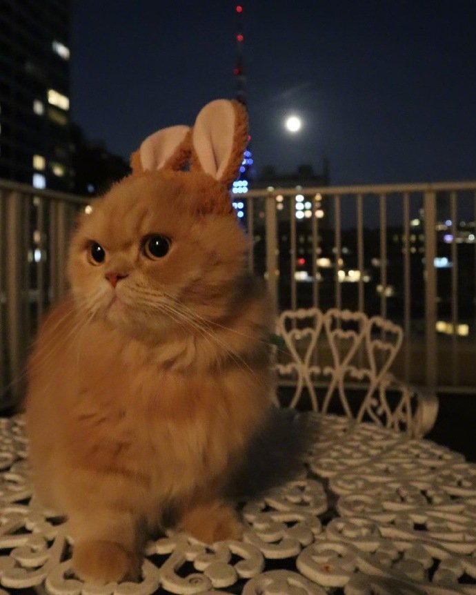 点击大图看下一张：一只顽皮可爱带上兔耳朵的小猫猫图片欣赏