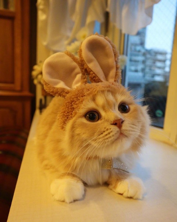 点击大图看下一张：一只顽皮可爱带上兔耳朵的小猫猫图片欣赏