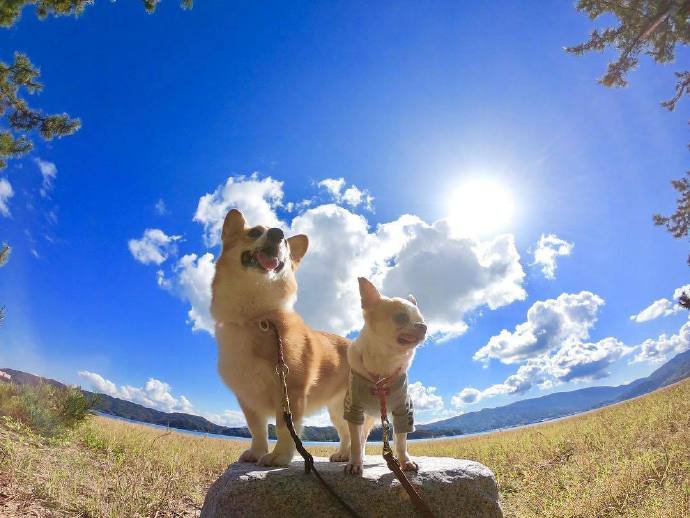 点击大图看下一张：一组萌萌哒的狗狗和天空的合影图片