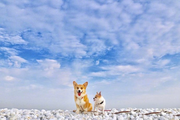 点击大图看下一张：一组萌萌哒的狗狗和天空的合影图片