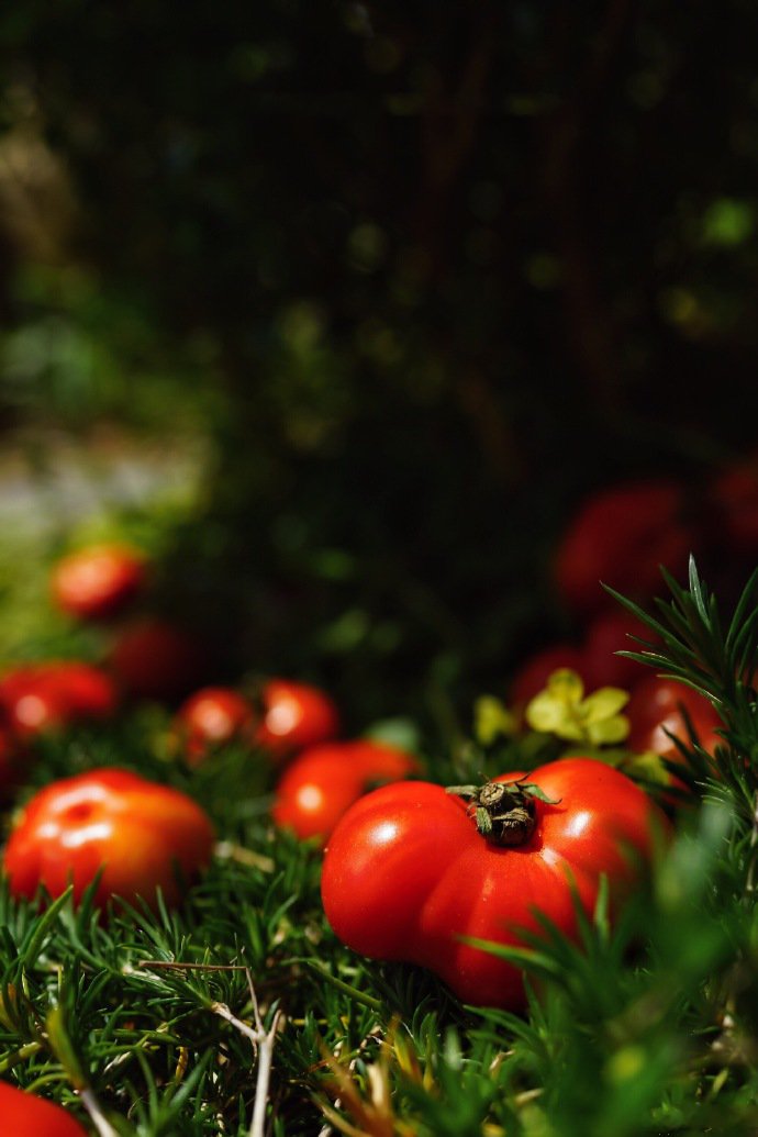 点击大图看下一张：一组草地上的红红的番茄图片欣赏