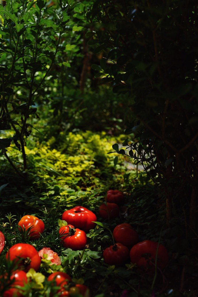 点击大图看下一张：一组草地上的红红的番茄图片欣赏