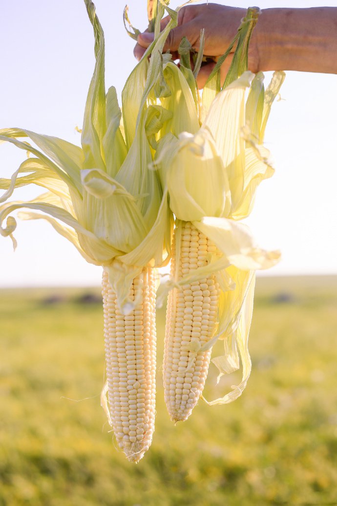 点击大图看下一张：一组清新的玉米高清图片欣赏