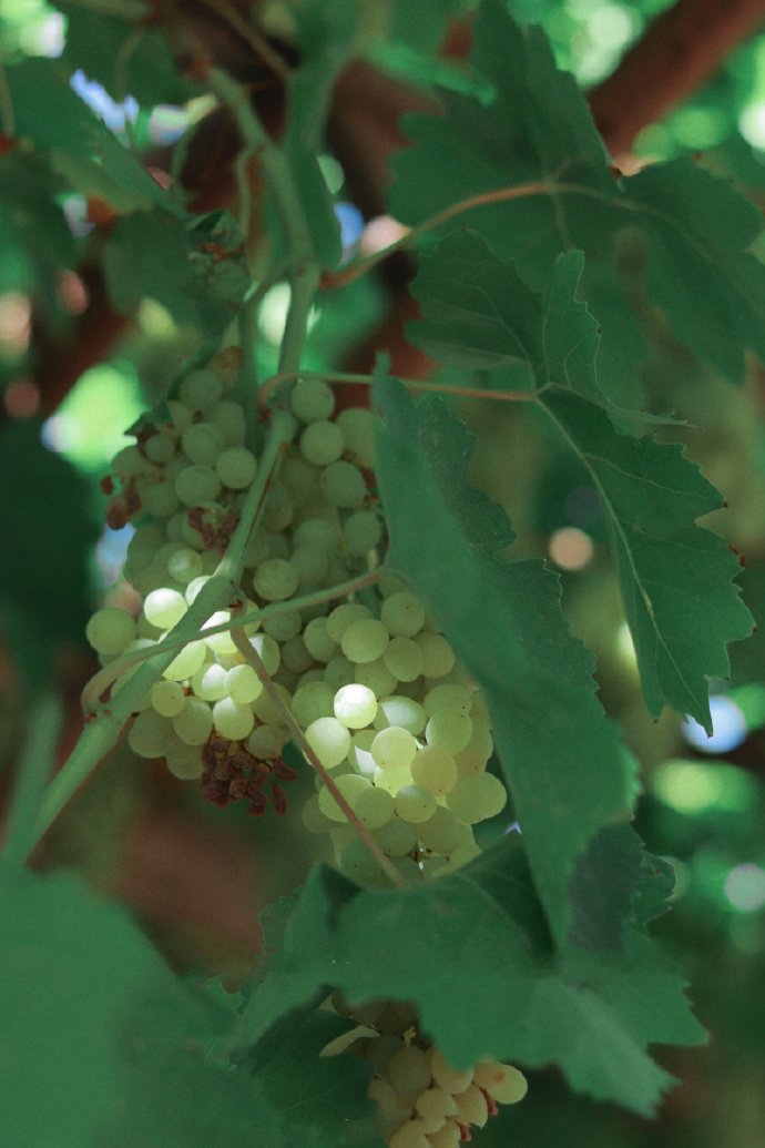 点击大图看下一张：一组吐鲁番的葡萄还挂在树上的图片欣赏