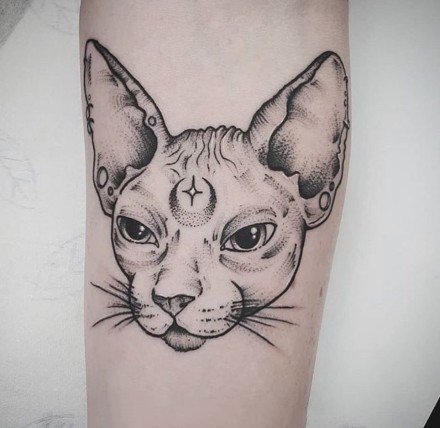点击大图看下一张：斯芬克斯猫的一组黑灰猫纹身图片