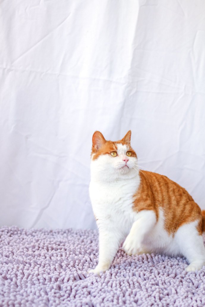 点击大图看下一张：一组大大的活泼可爱顽皮的橘猫图片
