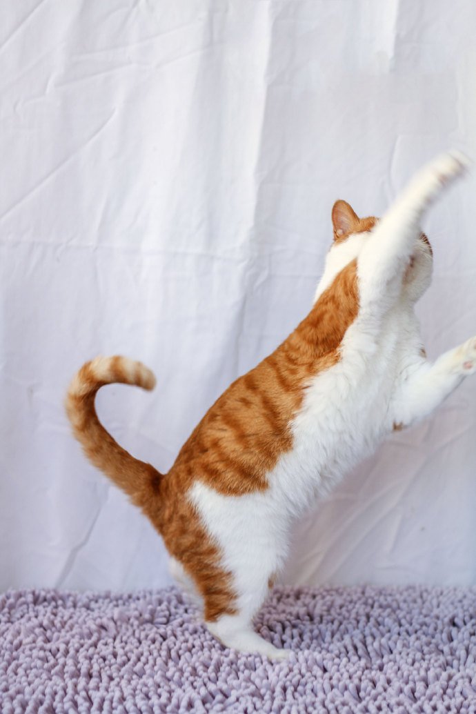 点击大图看下一张：一组大大的活泼可爱顽皮的橘猫图片