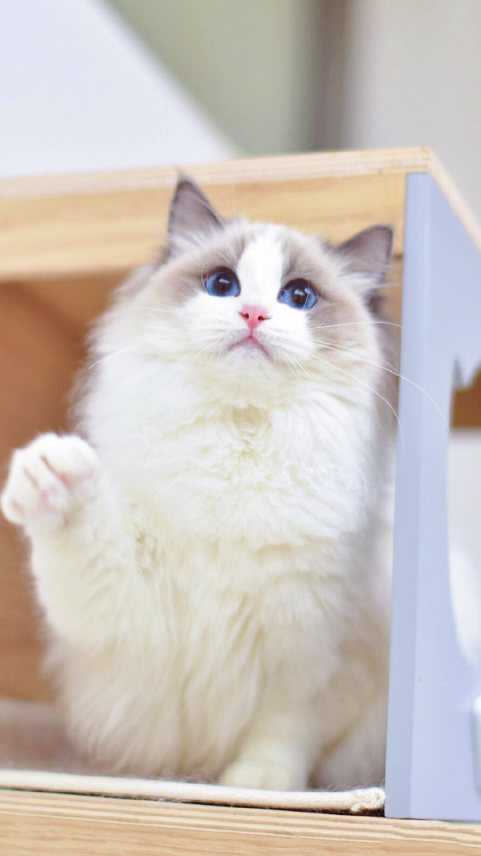 点击大图看下一张：一组眼睛蓝蓝的小白猫图片欣赏