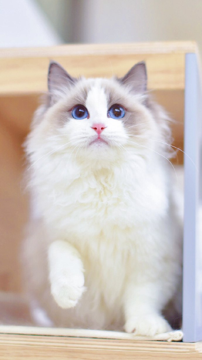 点击大图看下一张：一组眼睛蓝蓝的小白猫图片欣赏