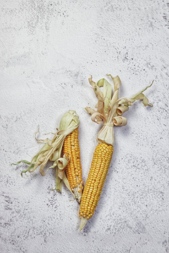 点击大图看下一张：玉米也可以拍的很有艺术感