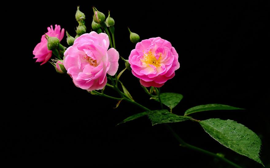 点击大图看下一张：一组唯美粉色蔷薇花高清图片欣赏