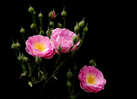 一组唯美粉色蔷薇花高清图片欣赏