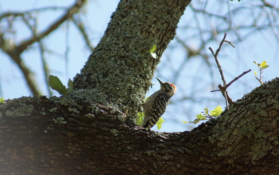 点击大图看下一张：一组森林医生啄木鸟图片欣赏