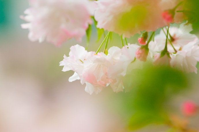 点击大图看下一张：樱花花朵极其美丽，盛开时节，满树烂漫，如云似霞