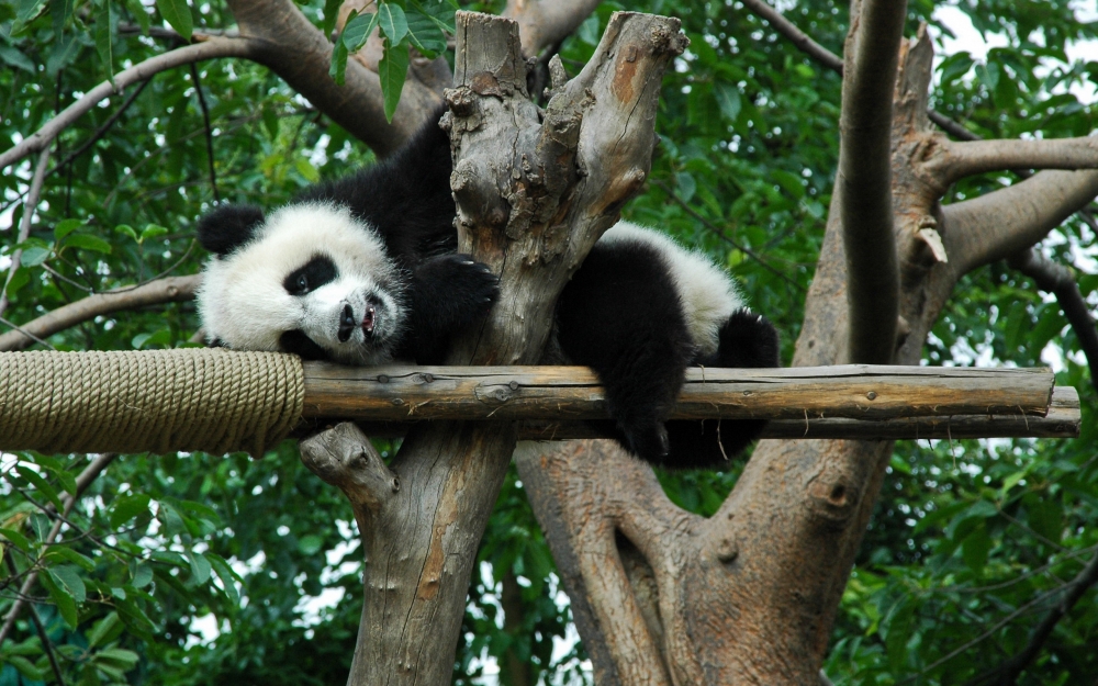 点击大图看下一张：可爱的国宝大熊猫图片欣赏