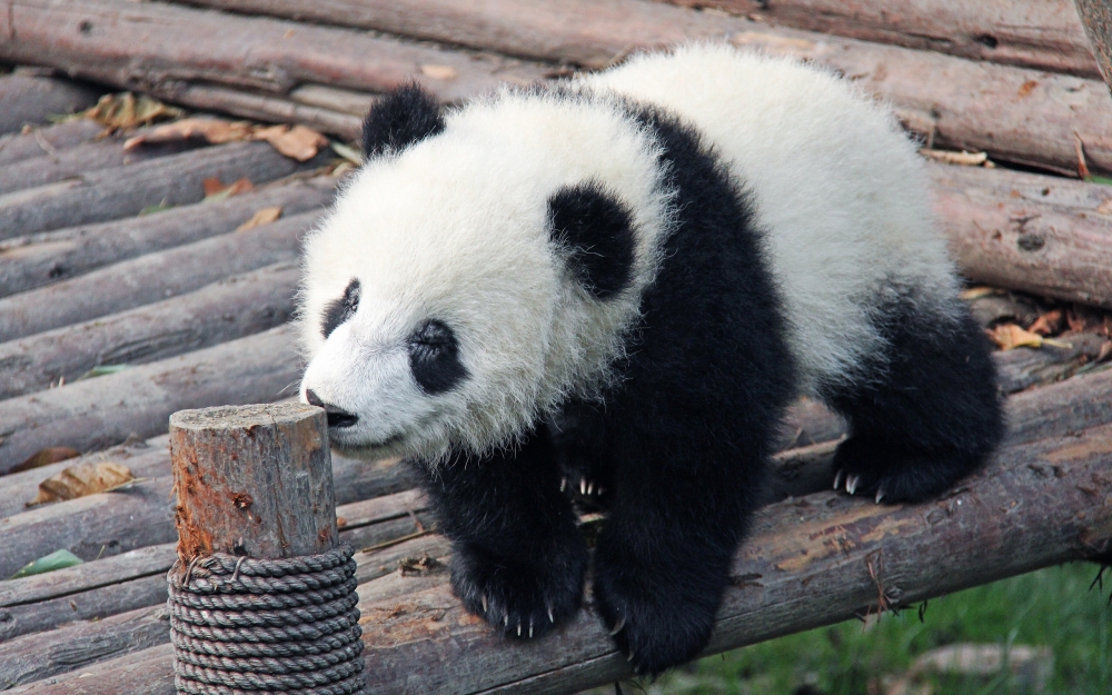 点击大图看下一张：可爱的国宝大熊猫图片欣赏