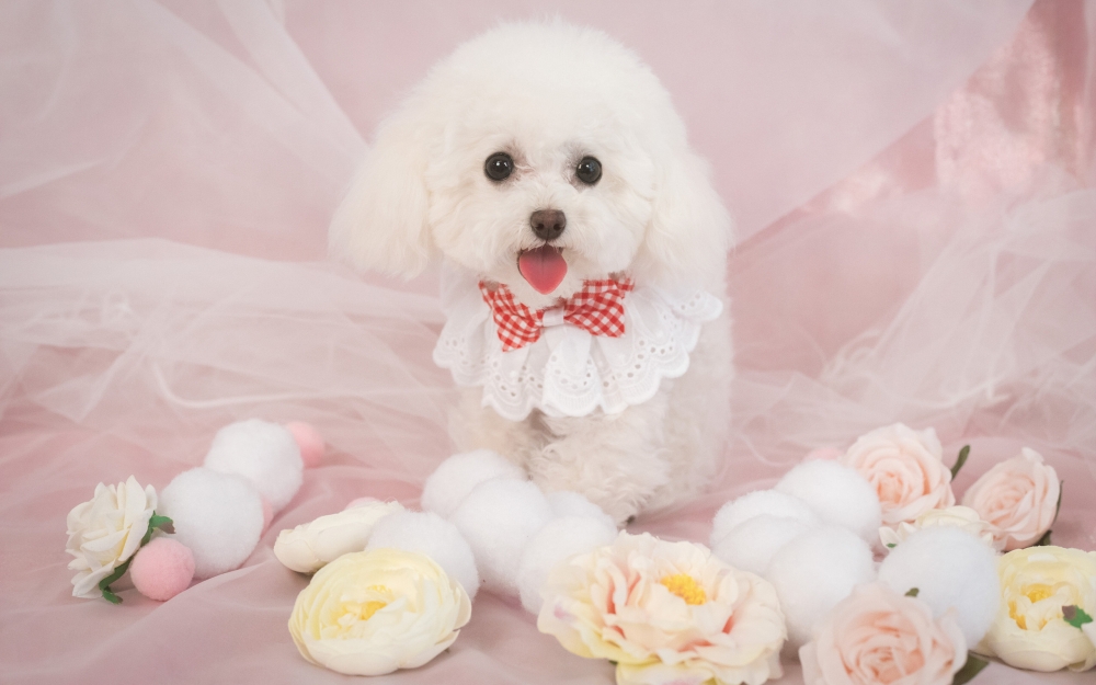 点击大图看下一张：一只超萌的穿的粉粉的白色泰迪图片