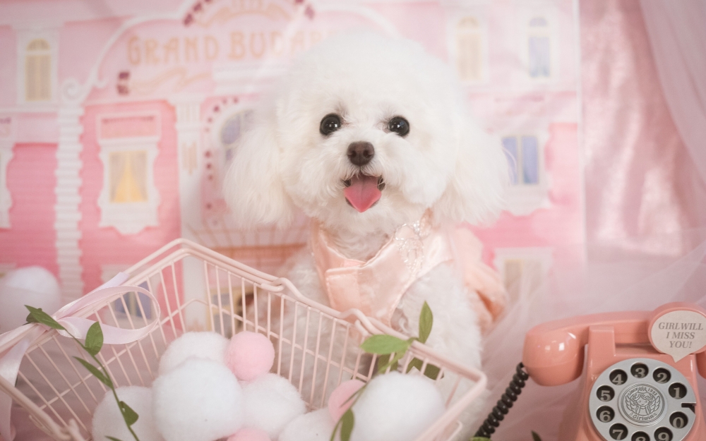 点击大图看下一张：一只超萌的穿的粉粉的白色泰迪图片