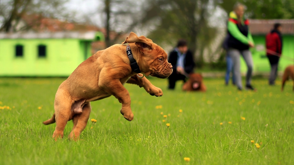 点击大图看下一张：一组草地上奔跑的波尔多犬图片