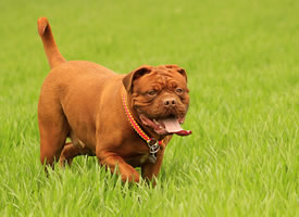 一组草地上奔跑的波尔多犬图片