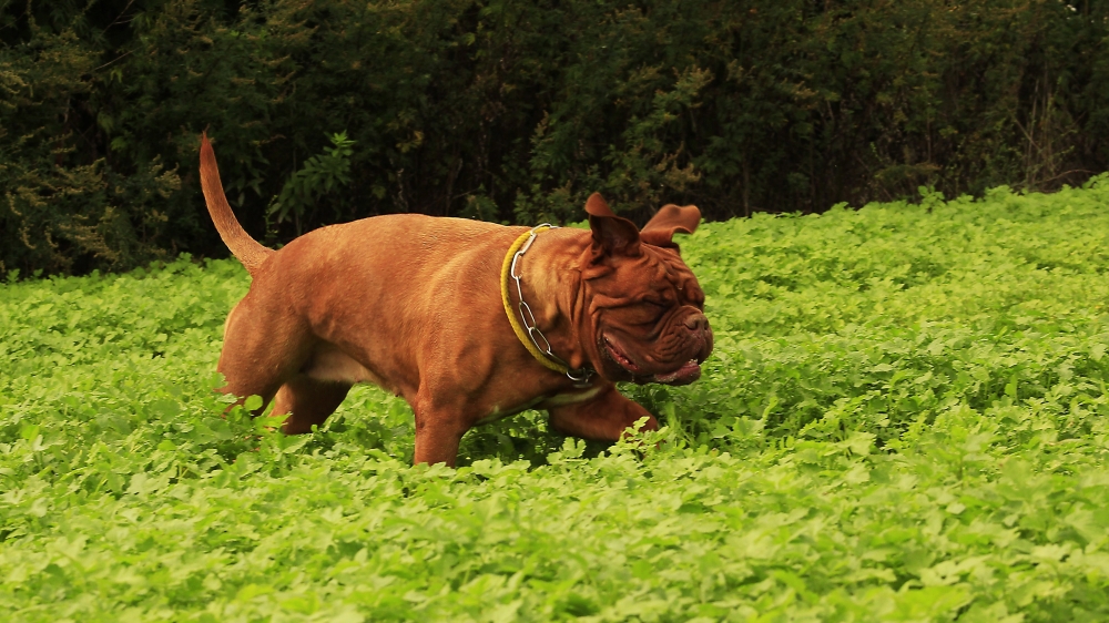 点击大图看下一张：一组草地上奔跑的波尔多犬图片