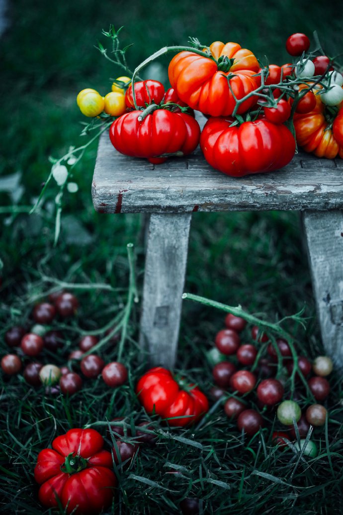 点击大图看下一张：西红柿为什么这么好看又这么好吃