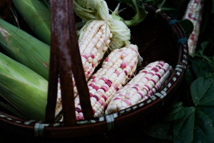 点击大图看下一张：一组两个颜色的玉米高清图片欣赏