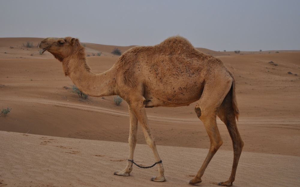 点击大图看下一张：沙漠上行走的骆驼的图片欣赏