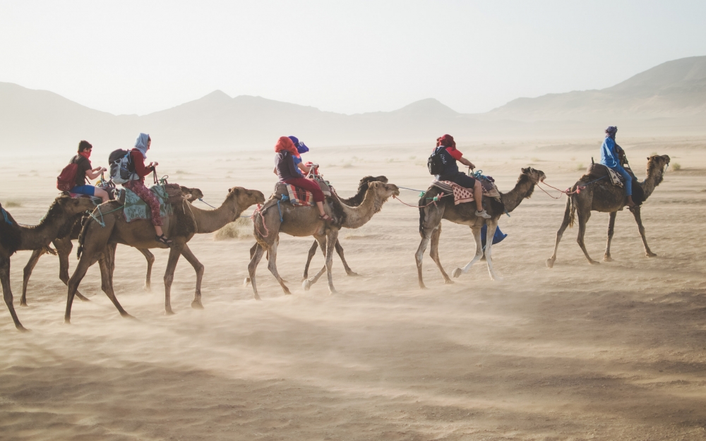 点击大图看下一张：沙漠上行走的骆驼的图片欣赏