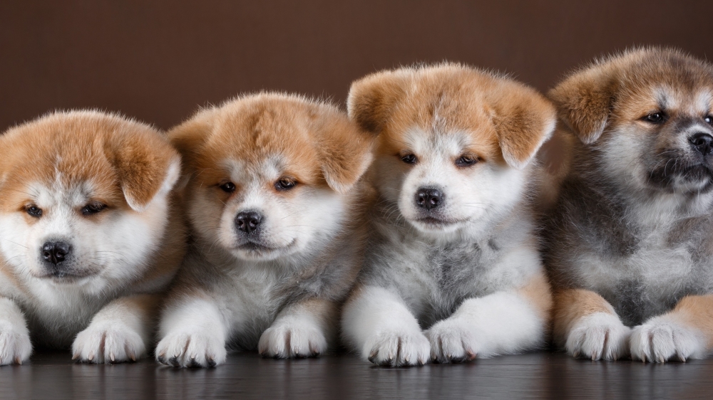 点击大图看下一张：一组超可爱的秋田犬图片欣赏