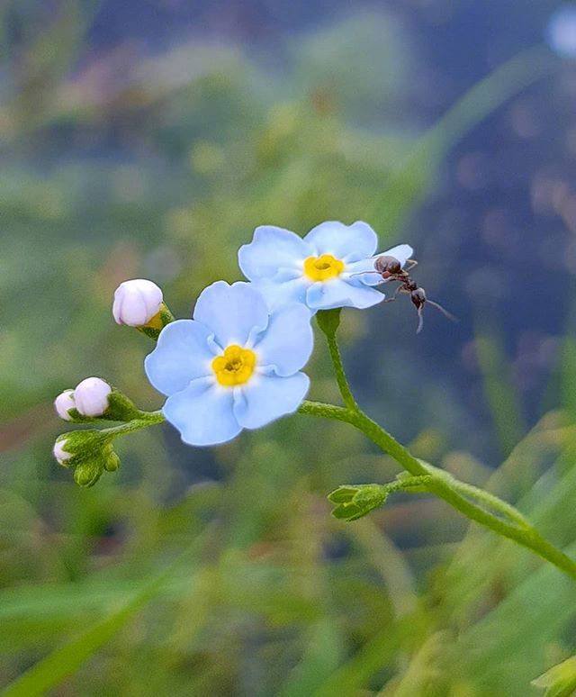 点击大图看下一张：一组蓝色唯美的小花朵图片-勿忘我
