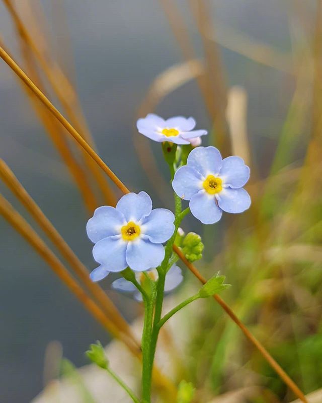 点击大图看下一张：一组蓝色唯美的小花朵图片-勿忘我