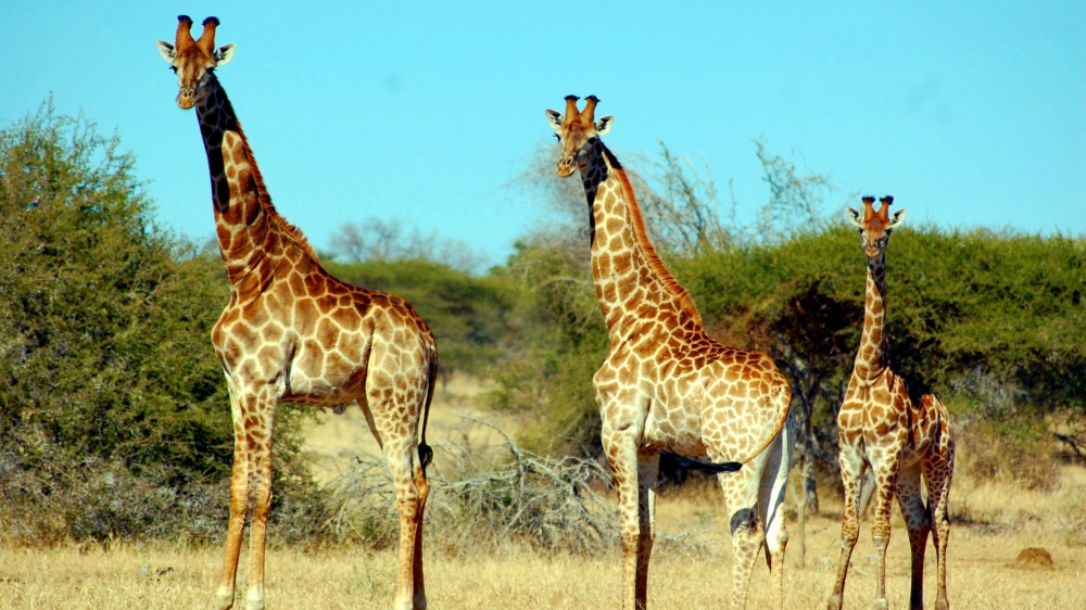点击大图看下一张：一组草地上非洲长颈鹿高清图片欣赏