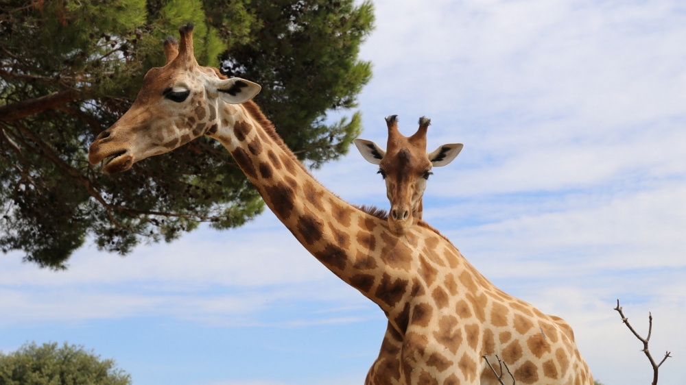 点击大图看下一张：一组草地上非洲长颈鹿高清图片欣赏